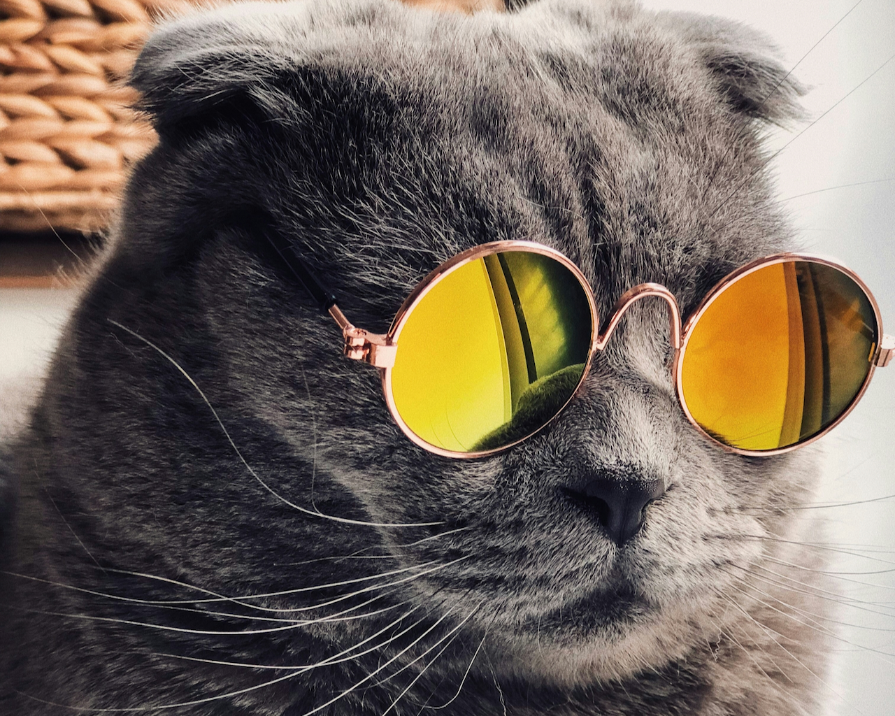 Katzenbild